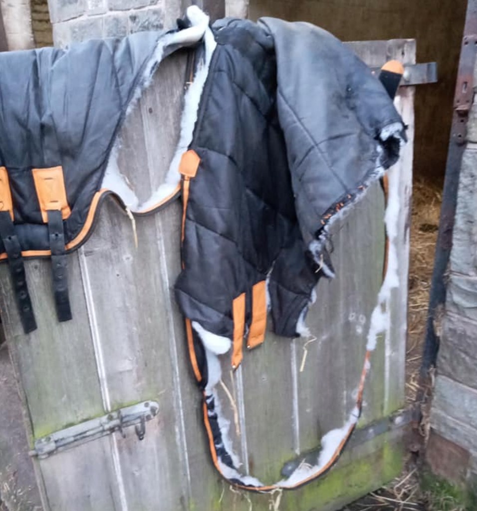 A torn stable rug | Bobbins for Dobbins