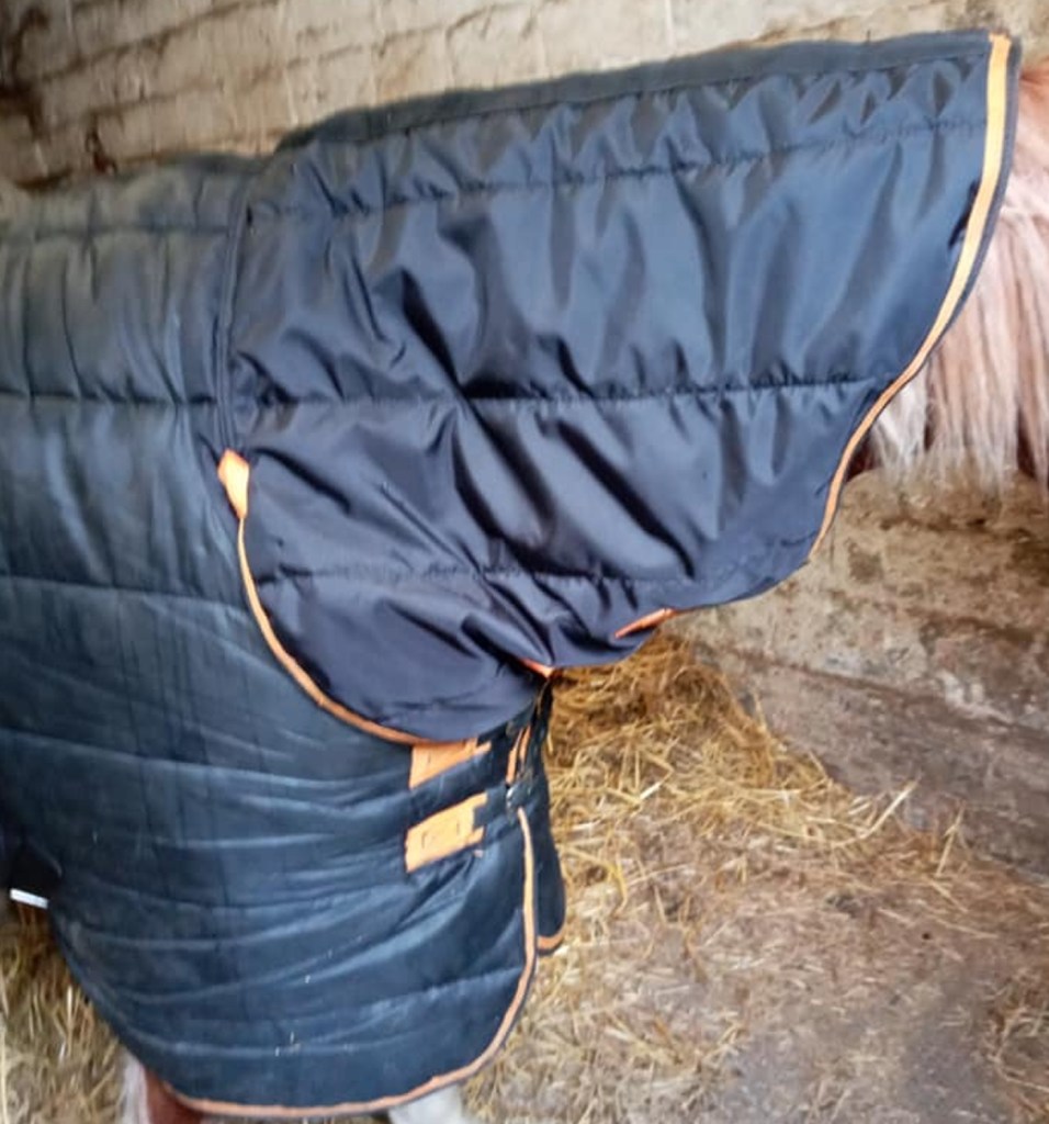 A fixed rug worn by pony | Bobbins for Dobbins