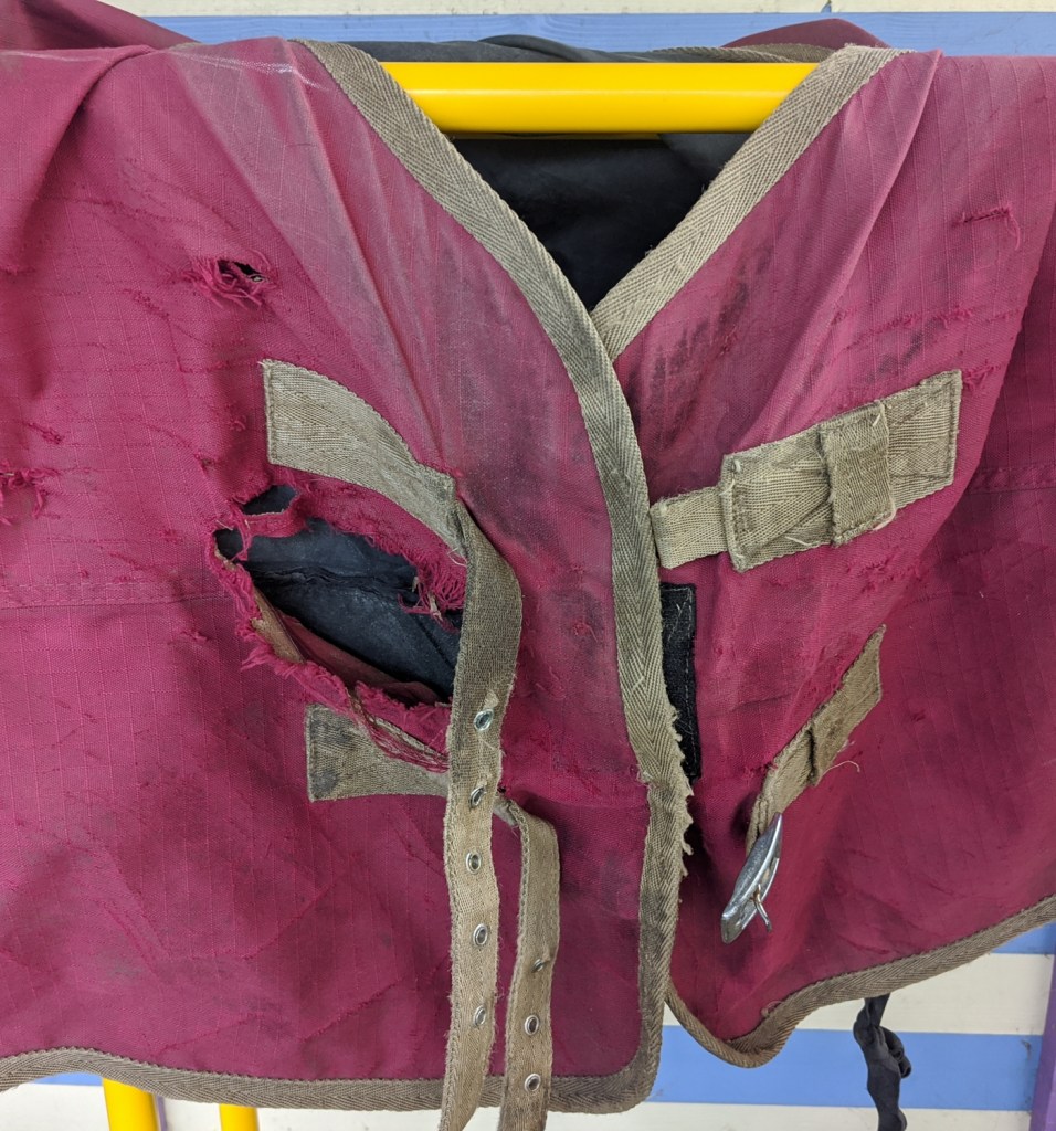 A torn chest on turnout rug | Bobbins for Dobbins